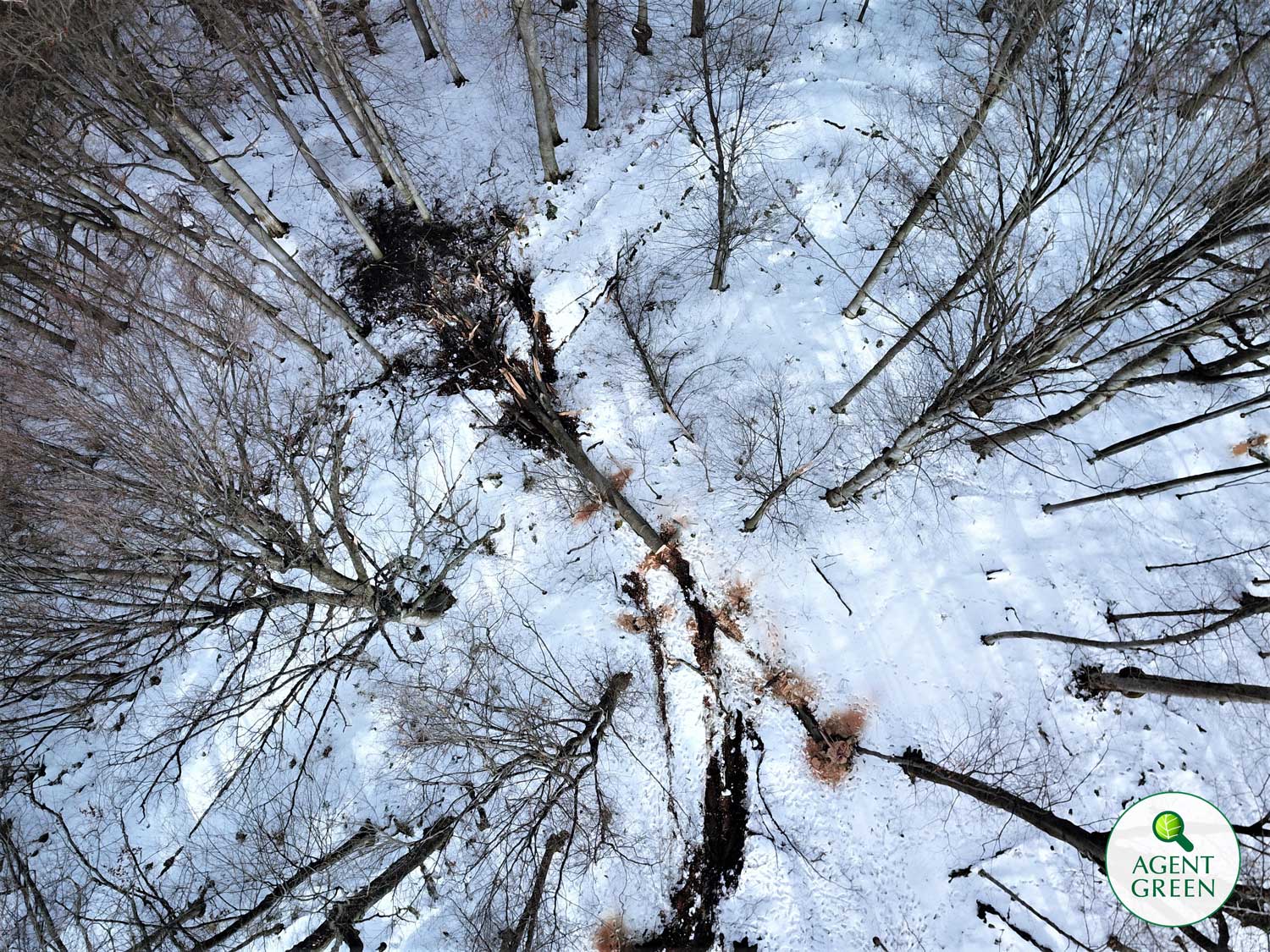 VIDEO / Este defrișat situl Sarmizegetusa Regia. Agent Green a filmat arborii căzuți pe zidurile cetății
