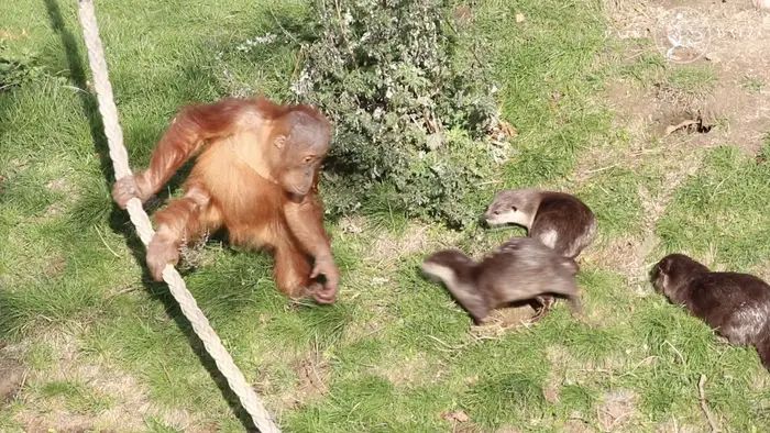 Urangutanii și vidrele s-au împrietenit, la o grădină zoologică din Belgia. Îngrijitorii au surprins animalele jucându-se împreună