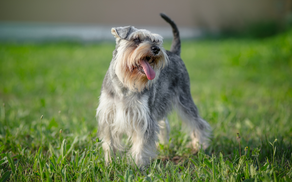 Rasa Schnauzer - ce caracteristici are câinele cu sprâncene lungi
