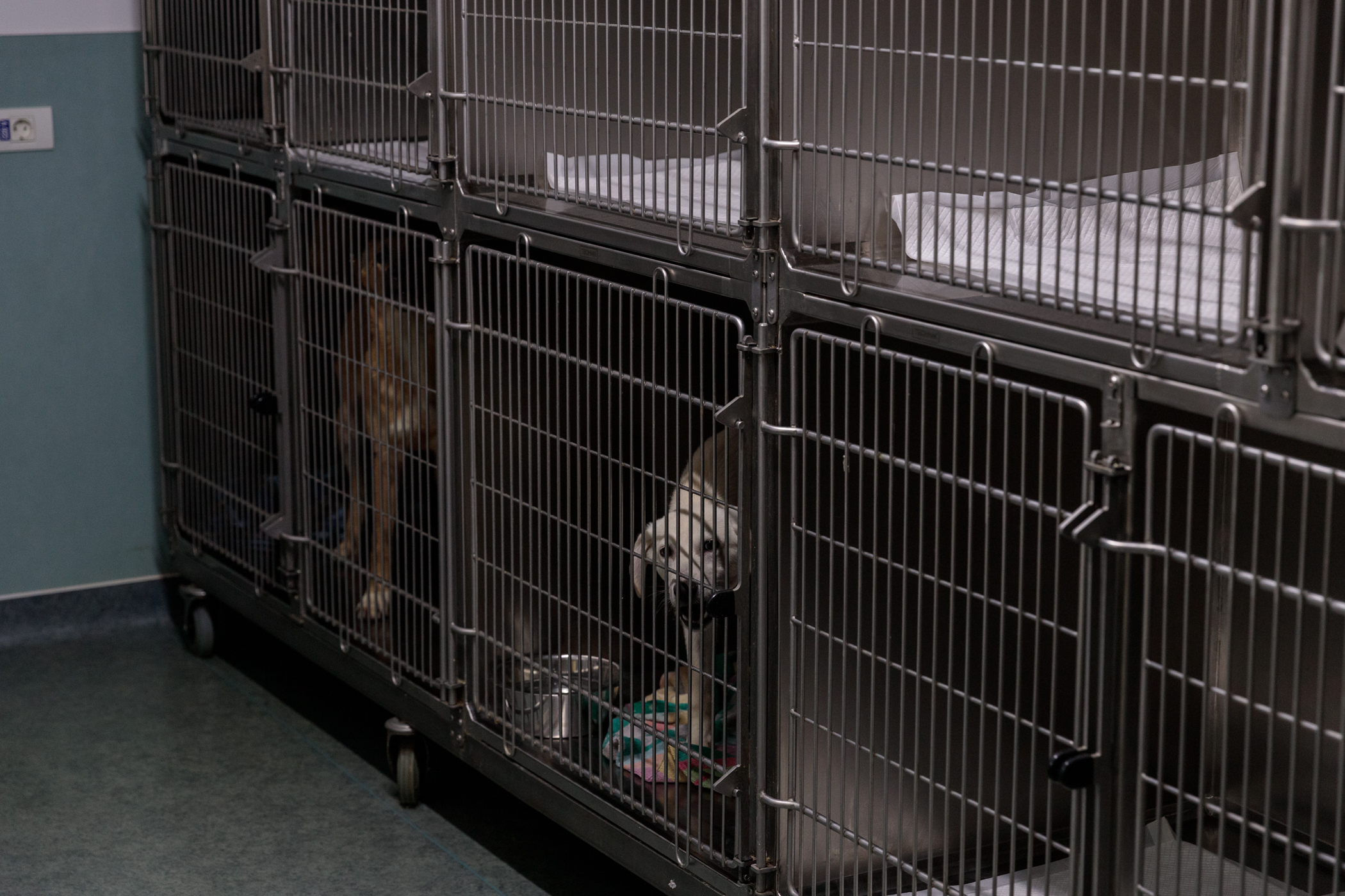 Poliţia Animalelor a împlinit un an. Peste o mie de animale salvate, zeci de dosare penale și 15 persoane arestate