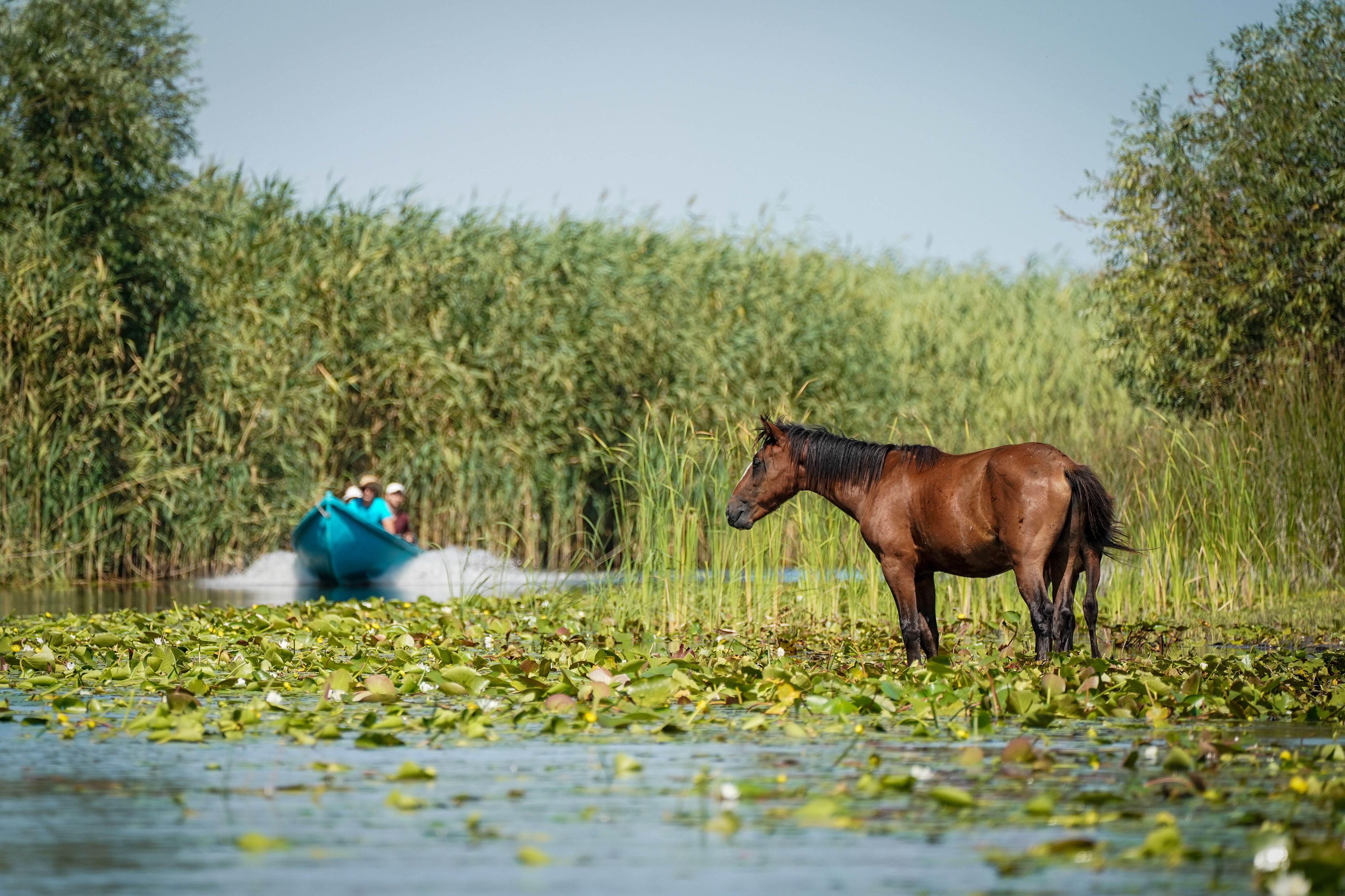 Cheile Dobrogei - activități și trasee. Ce obiective turistice să vizitezi și cum ajungi aici