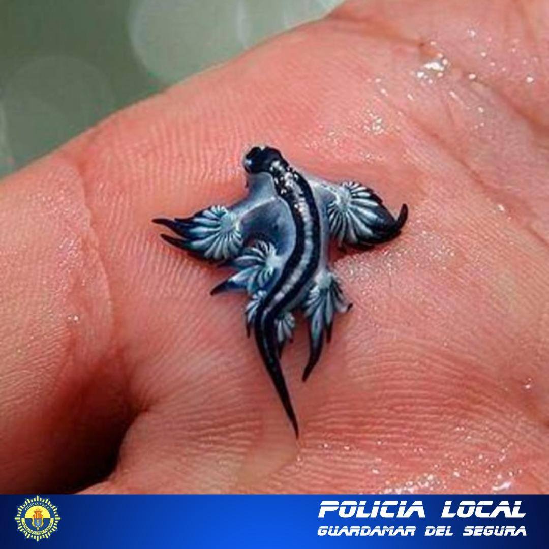 Două creaturi de 3 centimetri lungime au închis toate plajele dintr-un oraș spaniol