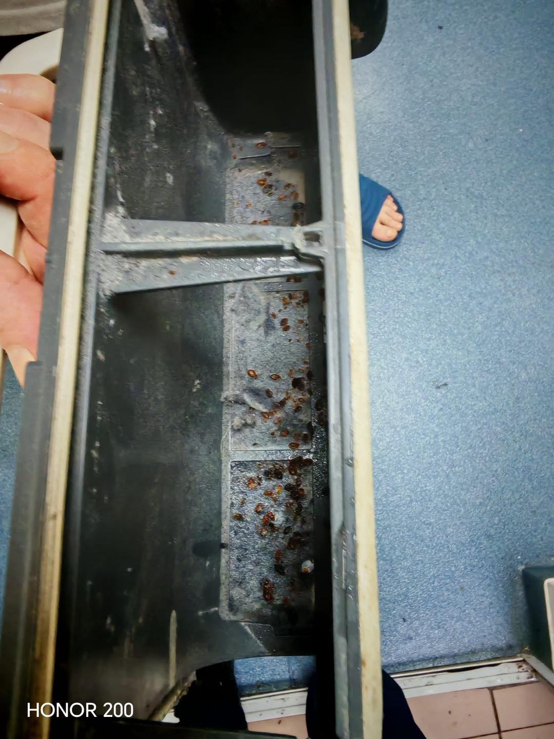 Școala de poliție din Câmpina cheltuie un milion de euro pentru a scăpa de ploșnițe. Insecta „cucerește” pe rând instituții de stat, iar funcționarii trăiesc un coșmar acasă