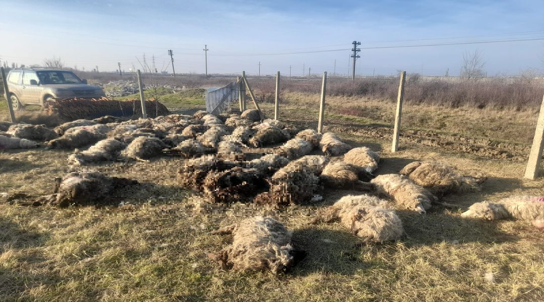 Zeci de oi, ucise de o haită de câini la o fermă de la marginea municipiului Timișoara