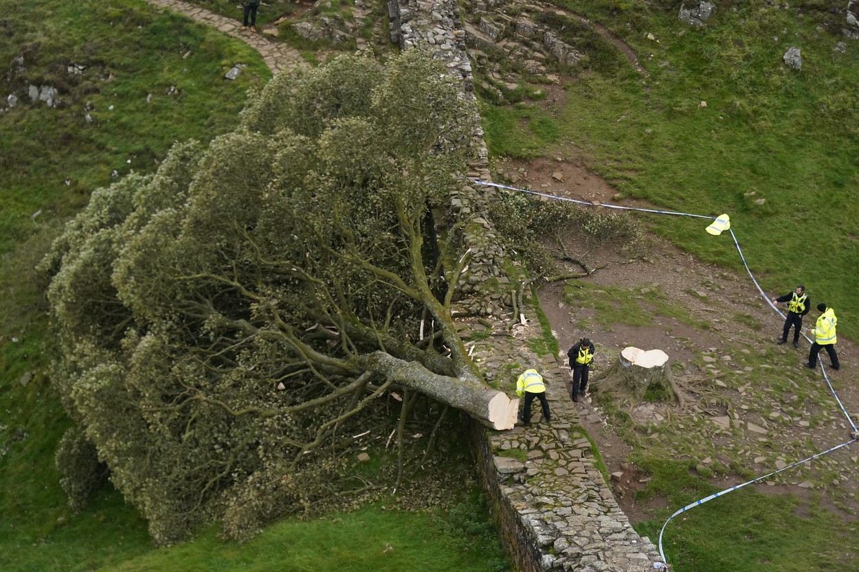 Un copac bătrân de peste 200 de ani, emblematic în Marea Britanie, a fost tăiat de un băiat de 16 ani. Adolescentul, arestat