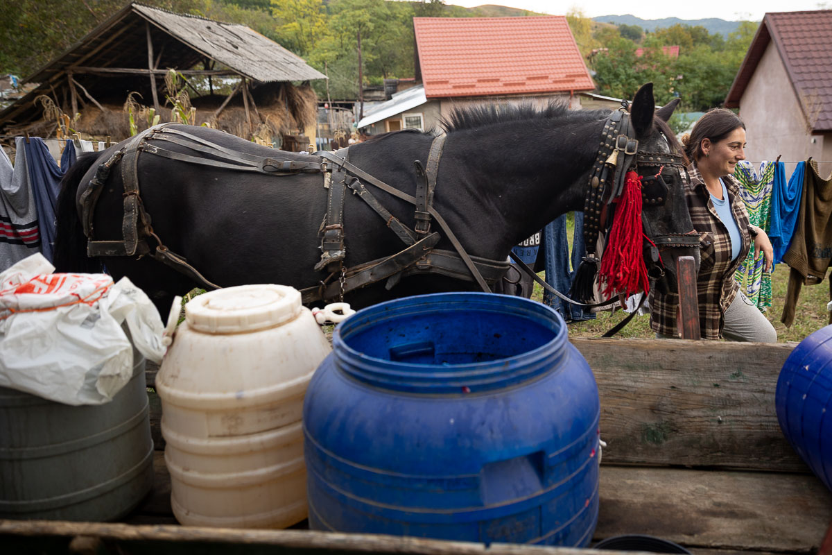 Unde se duc prunele din Coca-Antimirești, Buzău, când se coc: „La porci. Cerbii mănâncă de trosnesc. Vin urșii, mistreții. N-avem unde vinde”