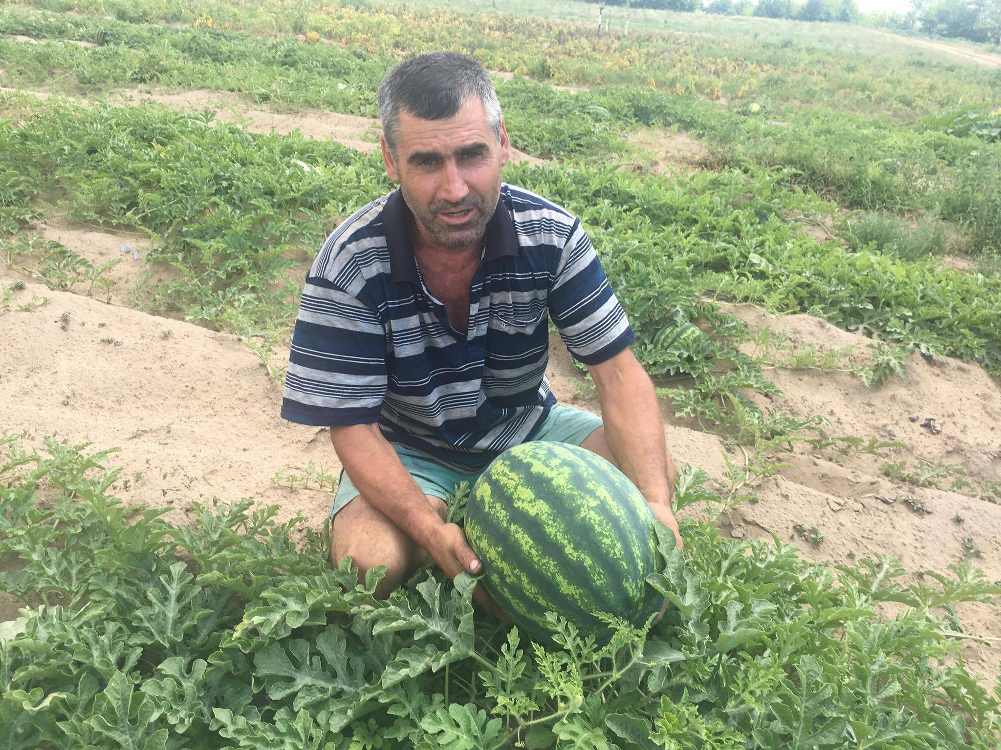 REPORTAJ/ S-a copt lubenița! Dulcele de Dăbuleni va ajunge pe mesele suedezilor. Pe piața românescă n-au fost cerințe! / FOTO