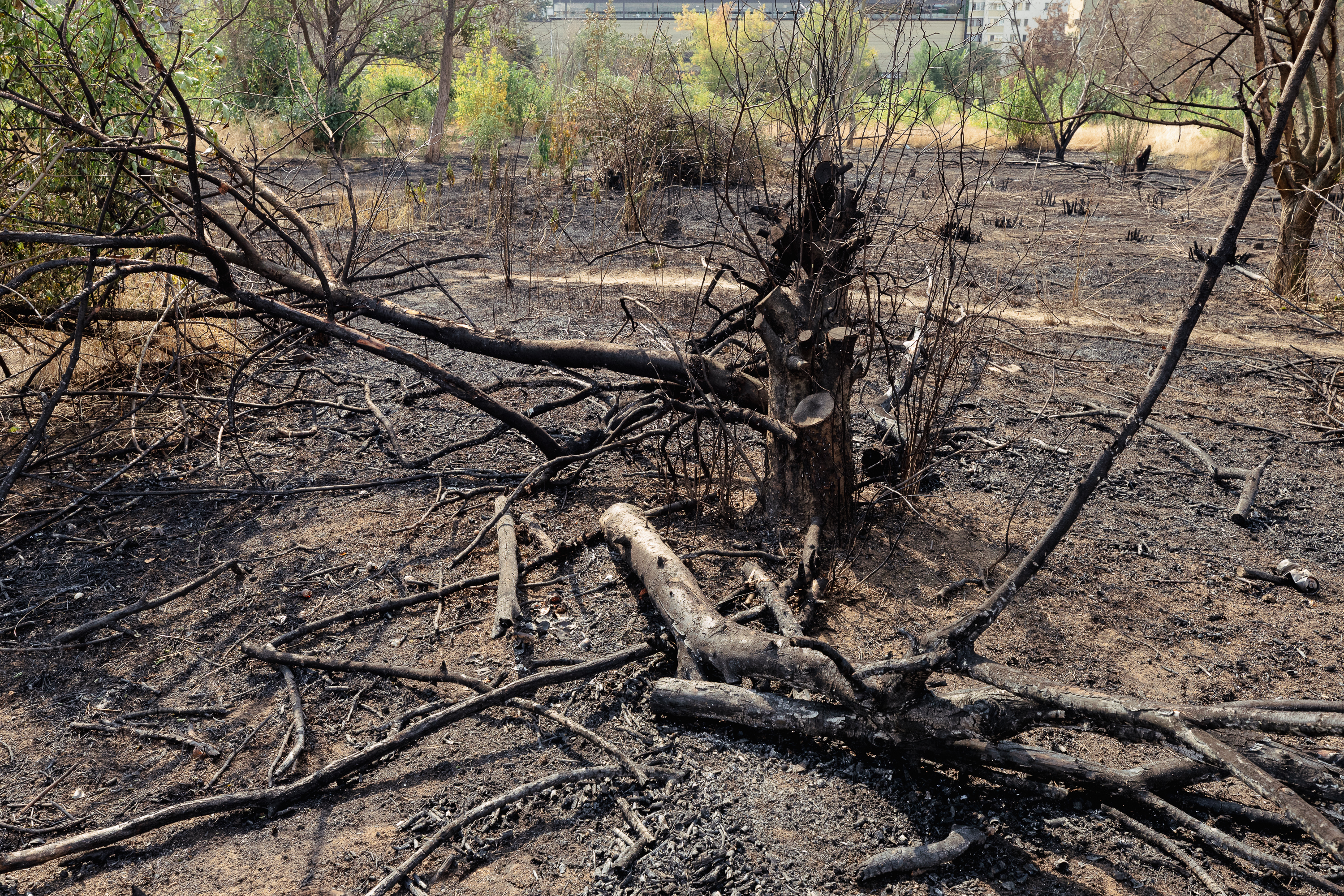 Revolta locuitorilor de lângă Parcul IOR care arde, iar copacii se usucă în mod misterios, sub ochii autorităților: „Ne credeți proști, domnule primar?”