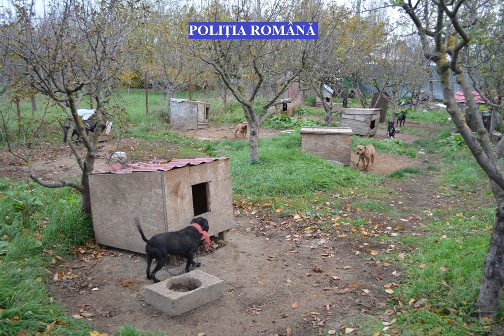 Aproape 50 de câini din rase periculoase, în curtea unui tânăr din Brăila, fără să fie în evidențe| FOTO