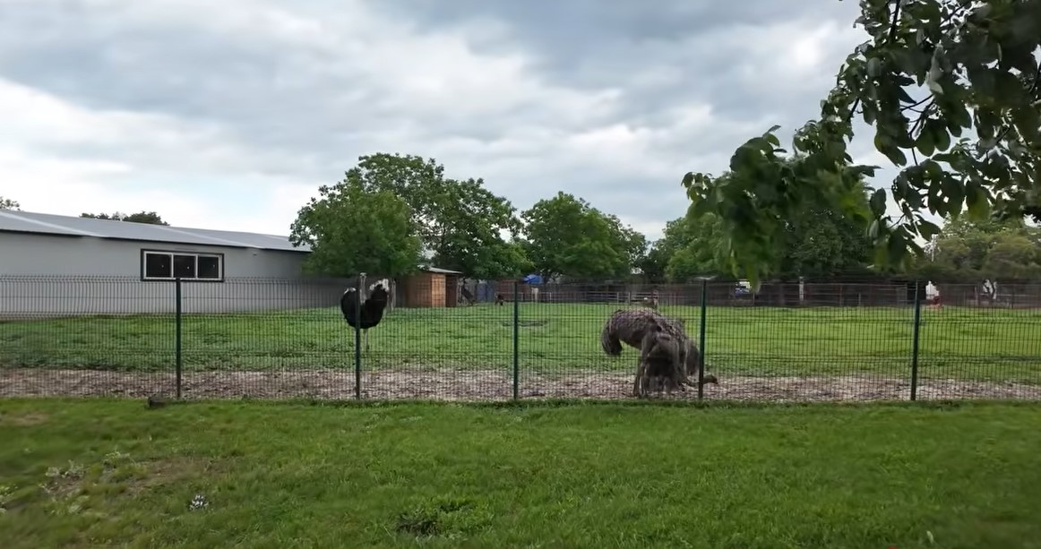 Imagini rare cu proprietatea lui Nuțu Cămătaru. Cum arată domeniul din Ferentari unde sunt crescuți cai și animale exotice