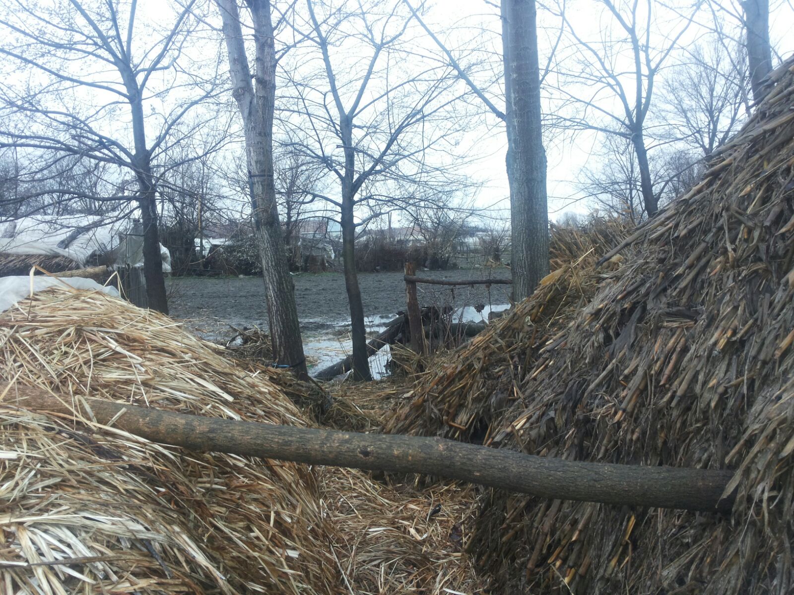 Dunărea, sub cod portocaliu în judeţul Olt! Sute de hectare de păşune şi pădure sunt inundate! GALERIE FOTO