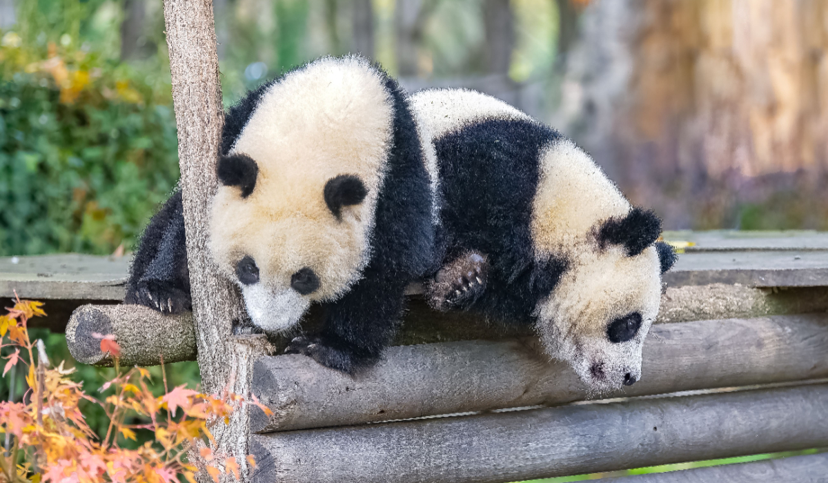 Cei doi urși panda Ping Ping și Fu Shuang, oferiți de Xi Jinping lui Donald Trump