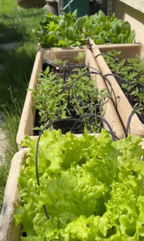 Imagini noi din grădina Andreei Marin. Are mulți trandafiri înfloriți, dar și plante aromatice, spanac și răsaduri de roșii