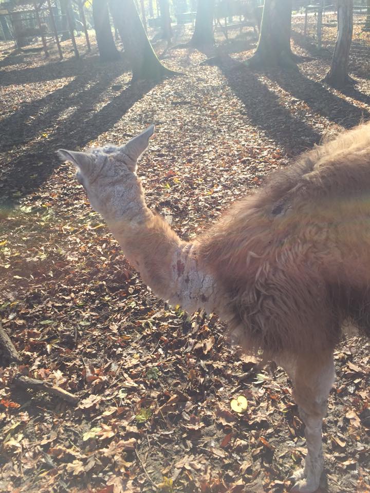 FOTO&VIDEO| Animale bolnave la Grădina Zoologică din Timișoara. O femeie vrea să facă plângere la DSV