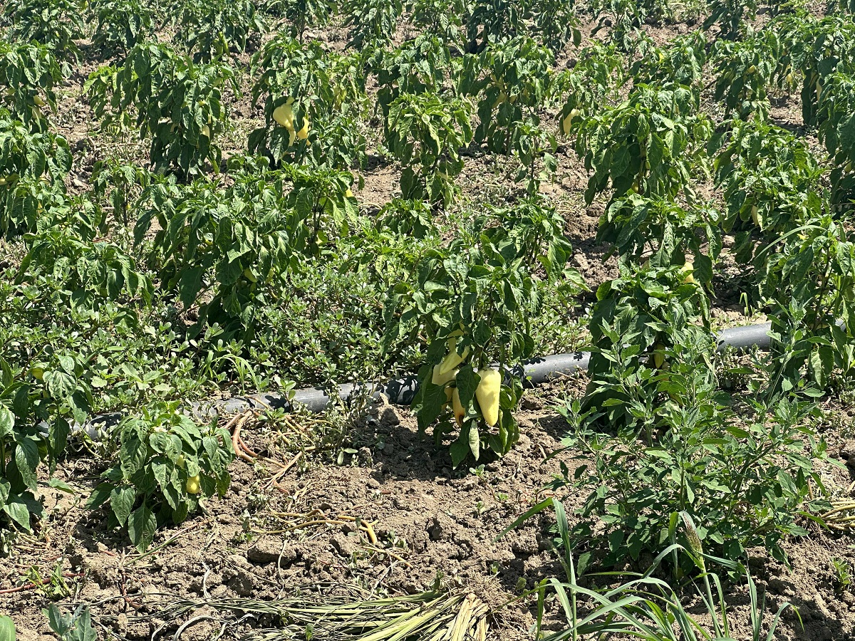 Cât costă un kilogram de roșii la producătorii din Delta Dunării. Le cultivă pe câmpul pe care îl irigă și le vând la tarabă, pe marginea șoselei