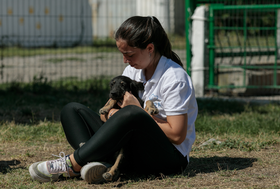 „Îi oferi o viață, iar când crește, îl arunci pe stradă. Ăsta este egoism”. Patru studenți din Turcia au grijă de câinii abandonați din București