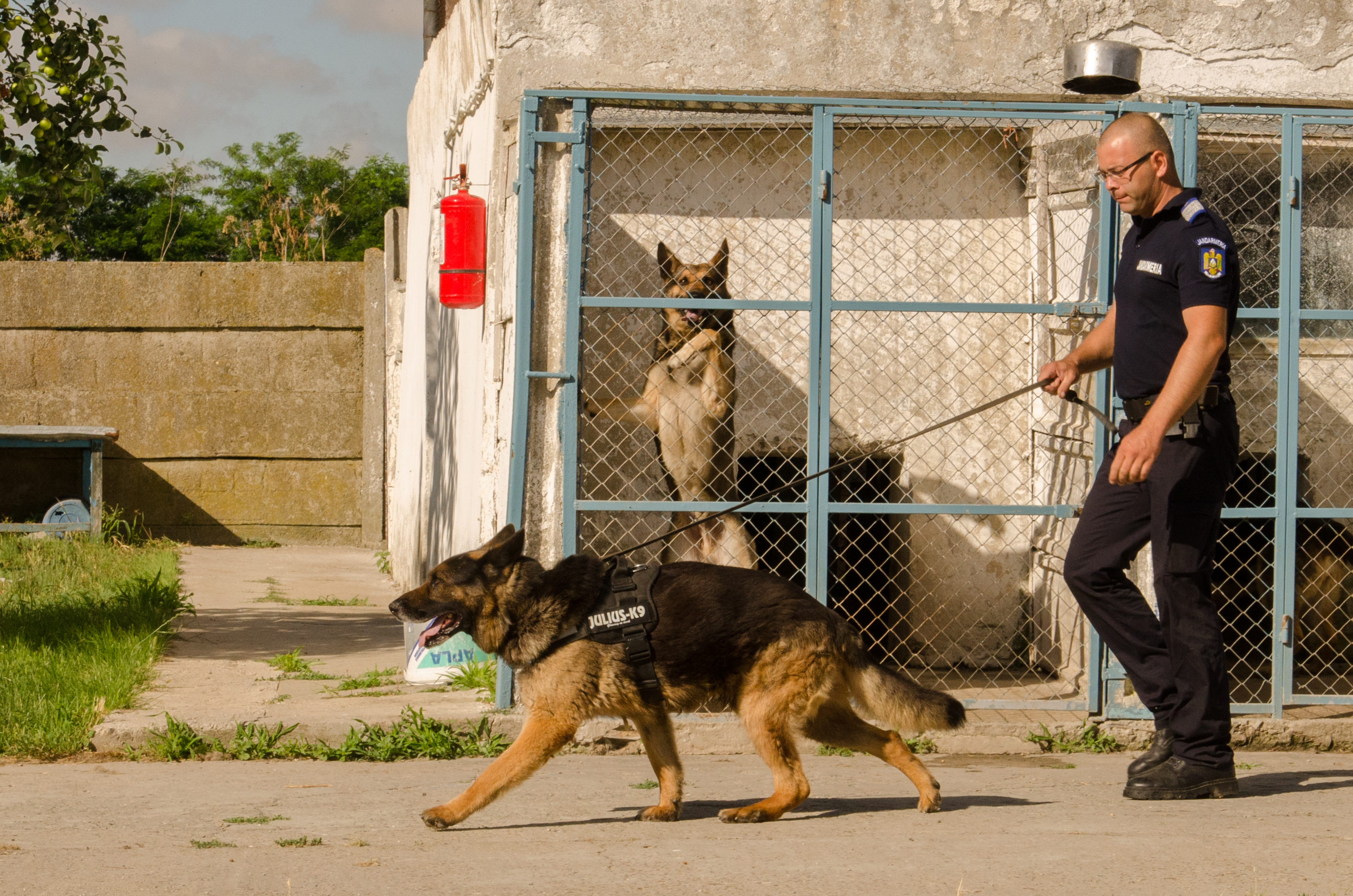 REPORTAJ/ Jandarmul Marius și câinele Mabanu, o prietenie mai presus de meserie. Deși a fost pensionat, ciobănescul german rămane cu plutonierul major/ (Foto&Video)
