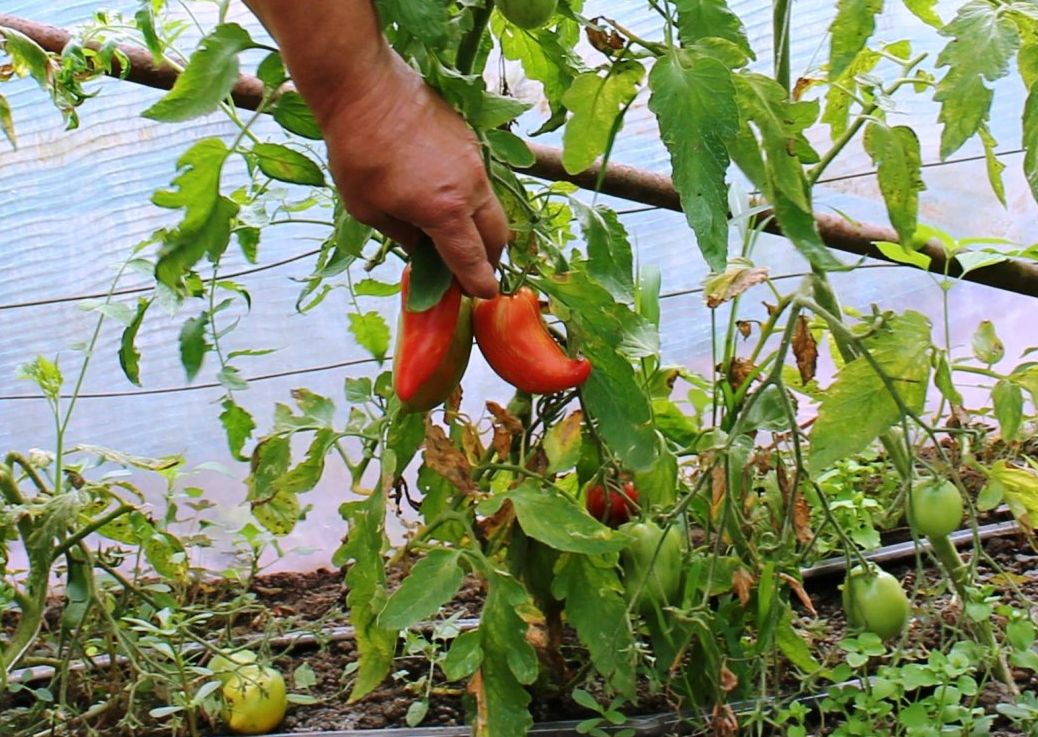 Un arădean cultivă 40 de soiuri de roşii de pe toate continentele | GALERIE FOTO
