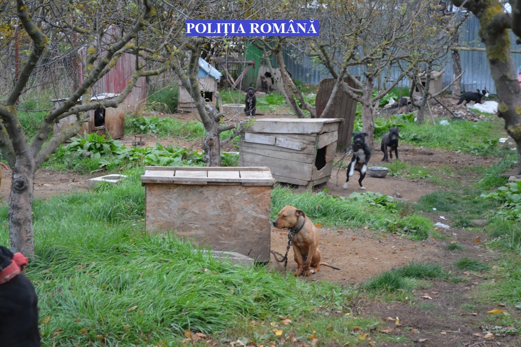 Aproape 50 de câini din rase periculoase, în curtea unui tânăr din Brăila, fără să fie în evidențe| FOTO