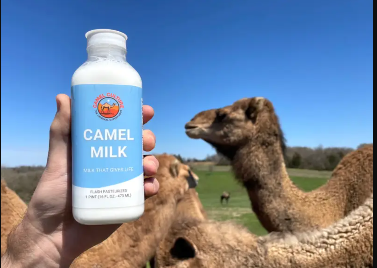Top 10 producers of raw camel milk in the world