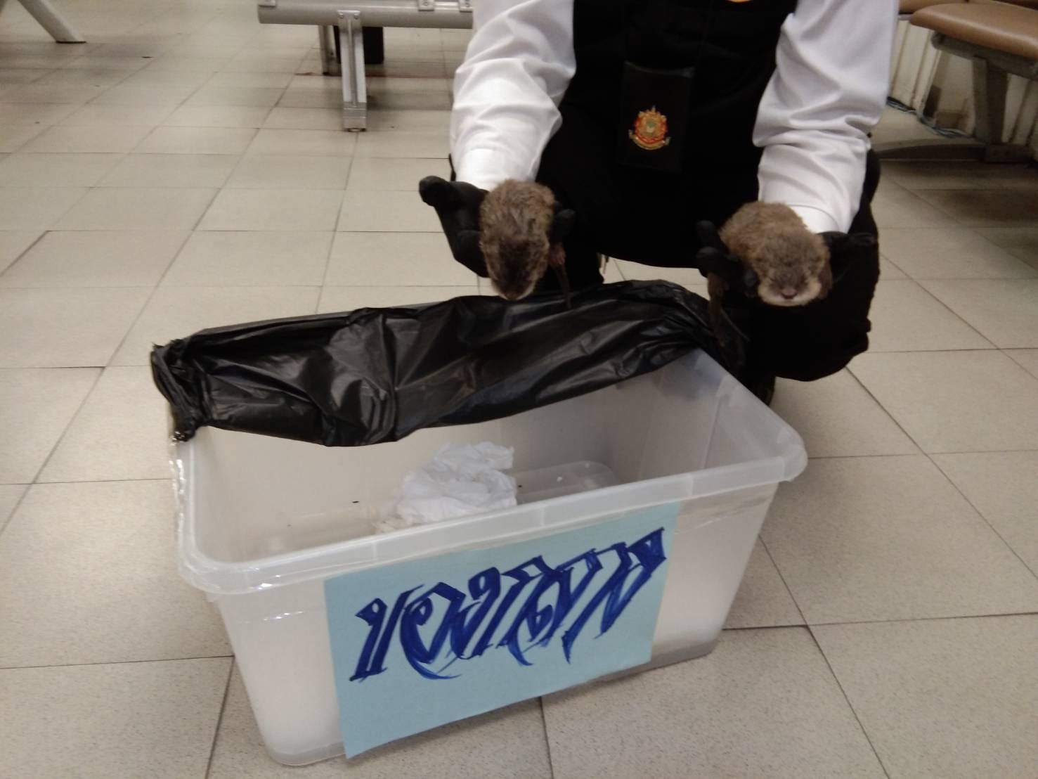 Un bărbat a încercat să iasă din Thailanda cu două vidre și un câine de prerie, dar a fost prins pe aeroport. Unde ascunsese animalele