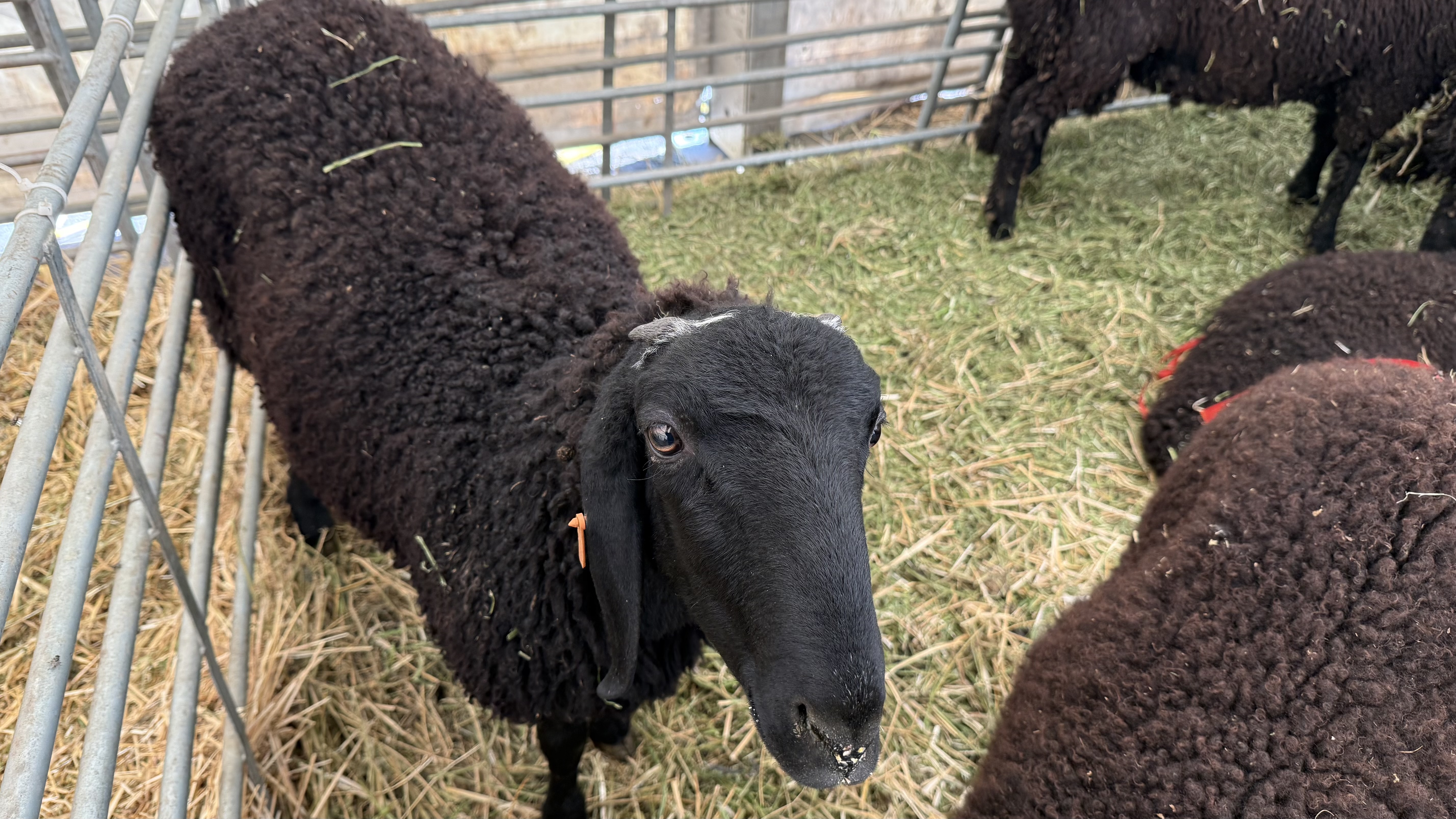 „Vaca mea produce peste 50 de litri pe zi. O iubim ca pe un membru al familiei”. Cum arată o zi de weekend la Indagra, cel mai mare eveniment agricol din România