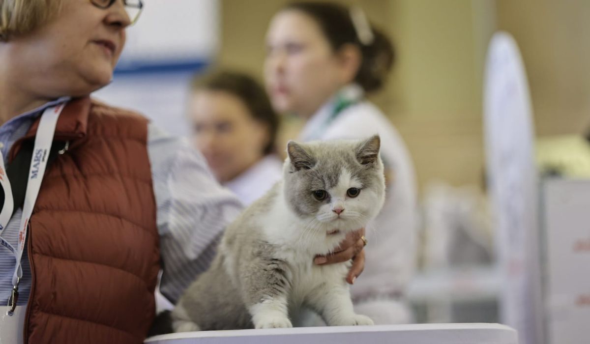 Expoziție de pisici la București: O nouă rasă de pisici va fi prezentată, în premieră, în România la evenimentul dedicat felinelor