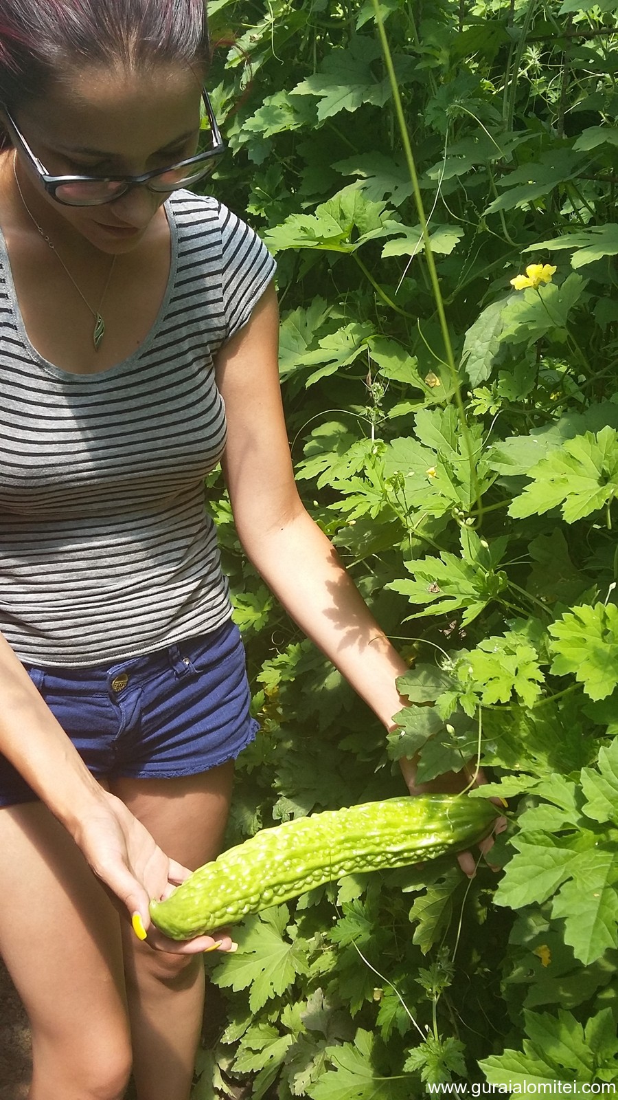 La 23 de ani, are propria ei afacere! O tânără din Făcăeni crește castraveți amari, leguma care tratează natural diabetul