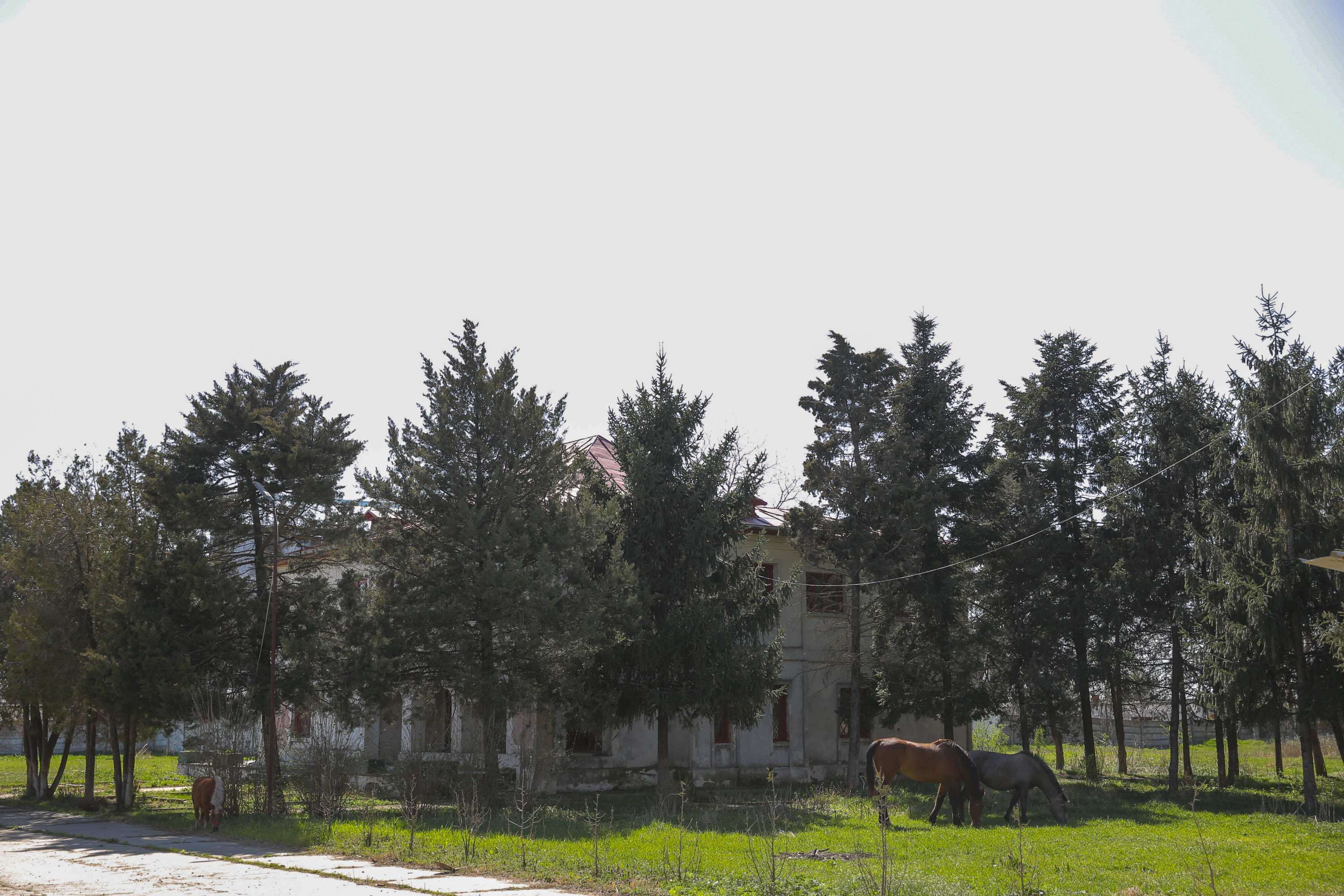 Incendiul care a poluat miercuri Bucureștiul. Cum a ajuns fosta fermă de porci din Periș, care a avut legături cu Liviu Dragnea, un dezastru ecologic