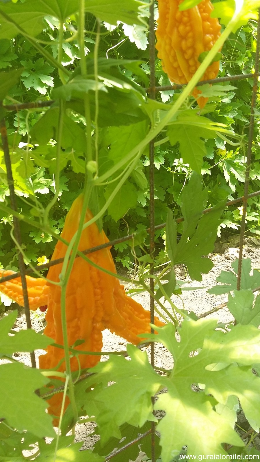 La 23 de ani, are propria ei afacere! O tânără din Făcăeni crește castraveți amari, leguma care tratează natural diabetul
