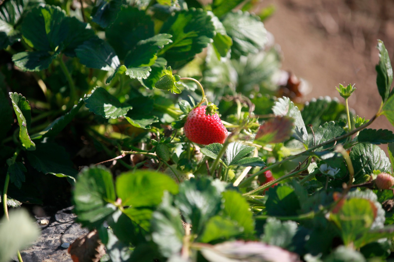 Nouă studenți la Agronomie au făcut dulceață de căpșuni la Vernești trecând prin toate etapele realizării produsului | GALERIE FOTO