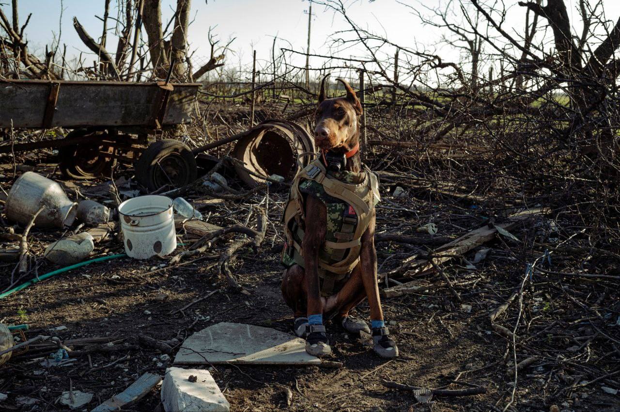 Povestea emoționantă a dobermanului-erou Hanna din Ucraina: „A salvat peste 170 de vieți până în ultima zi de viață”