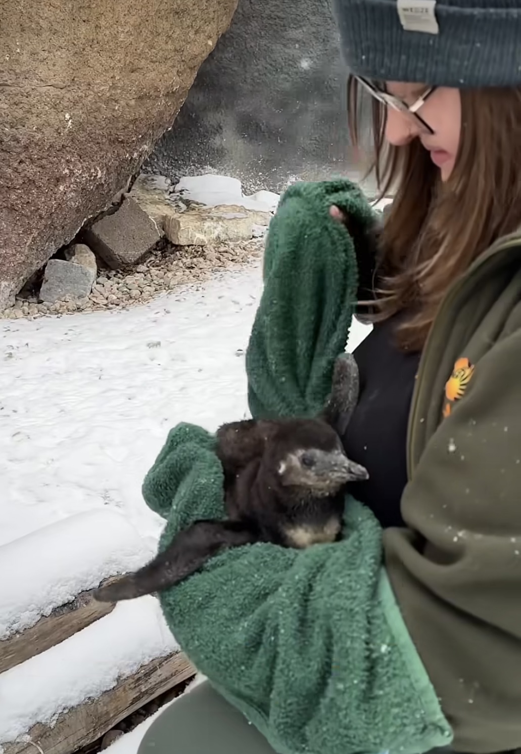 U pingwinów w zoo prawdziwy baby bom!