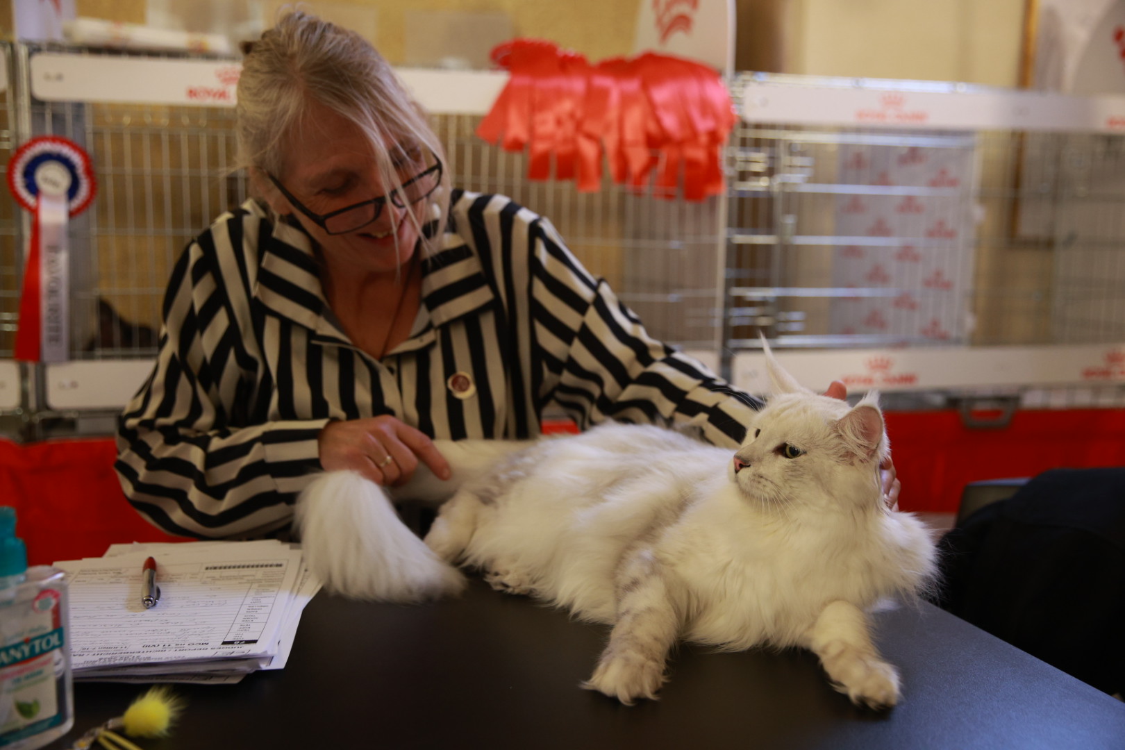 Pisici de top, priviri hipnotizante și povești spectaculoase. Cum a fost la Salonul Felin Internațional SofistiCAT