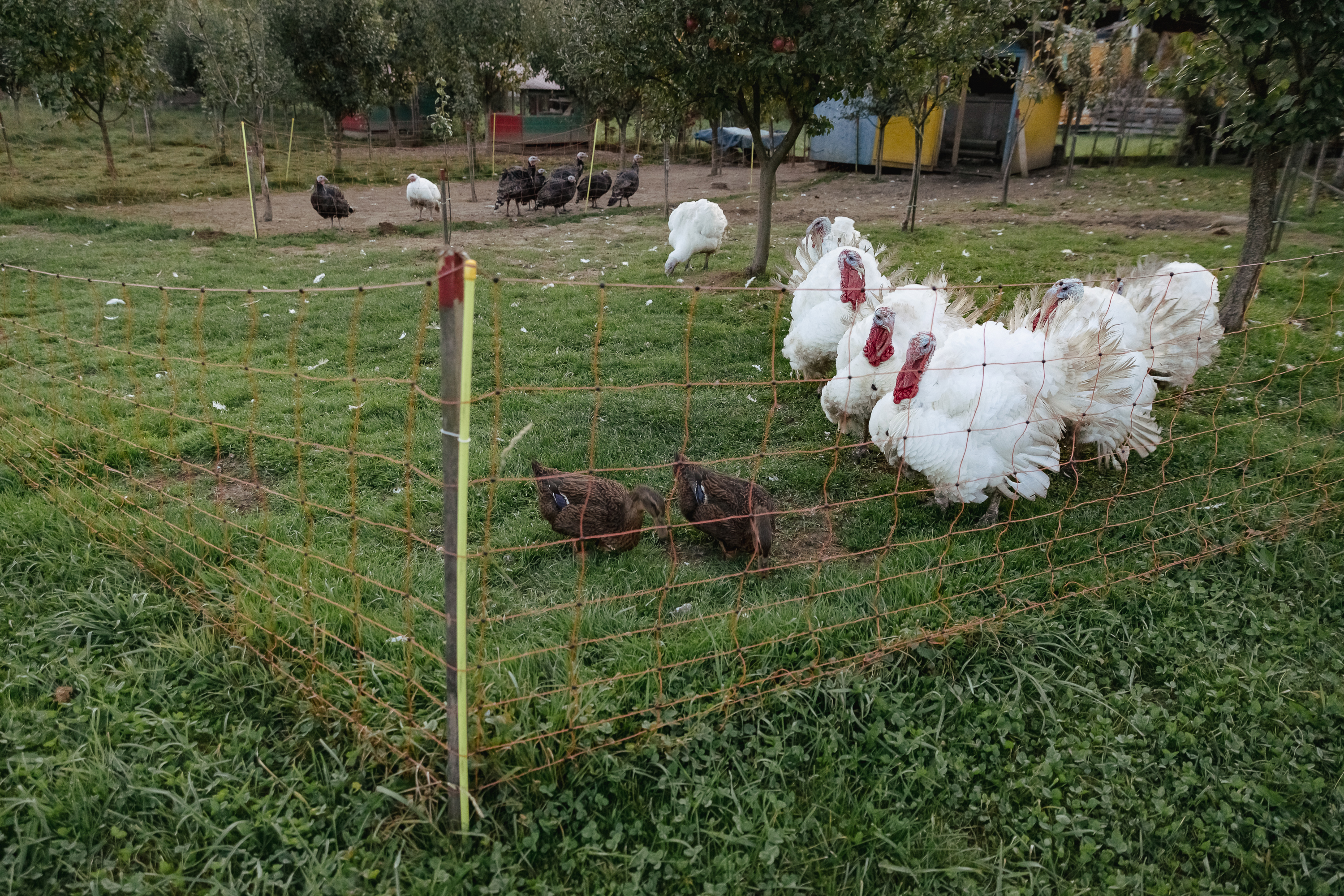 Cum să ai factura la electricitate pe minus, soluţia unui inginer bistriţean: „În 4-5 ani, îmi scot investiţia în panourile fotovoltaice”