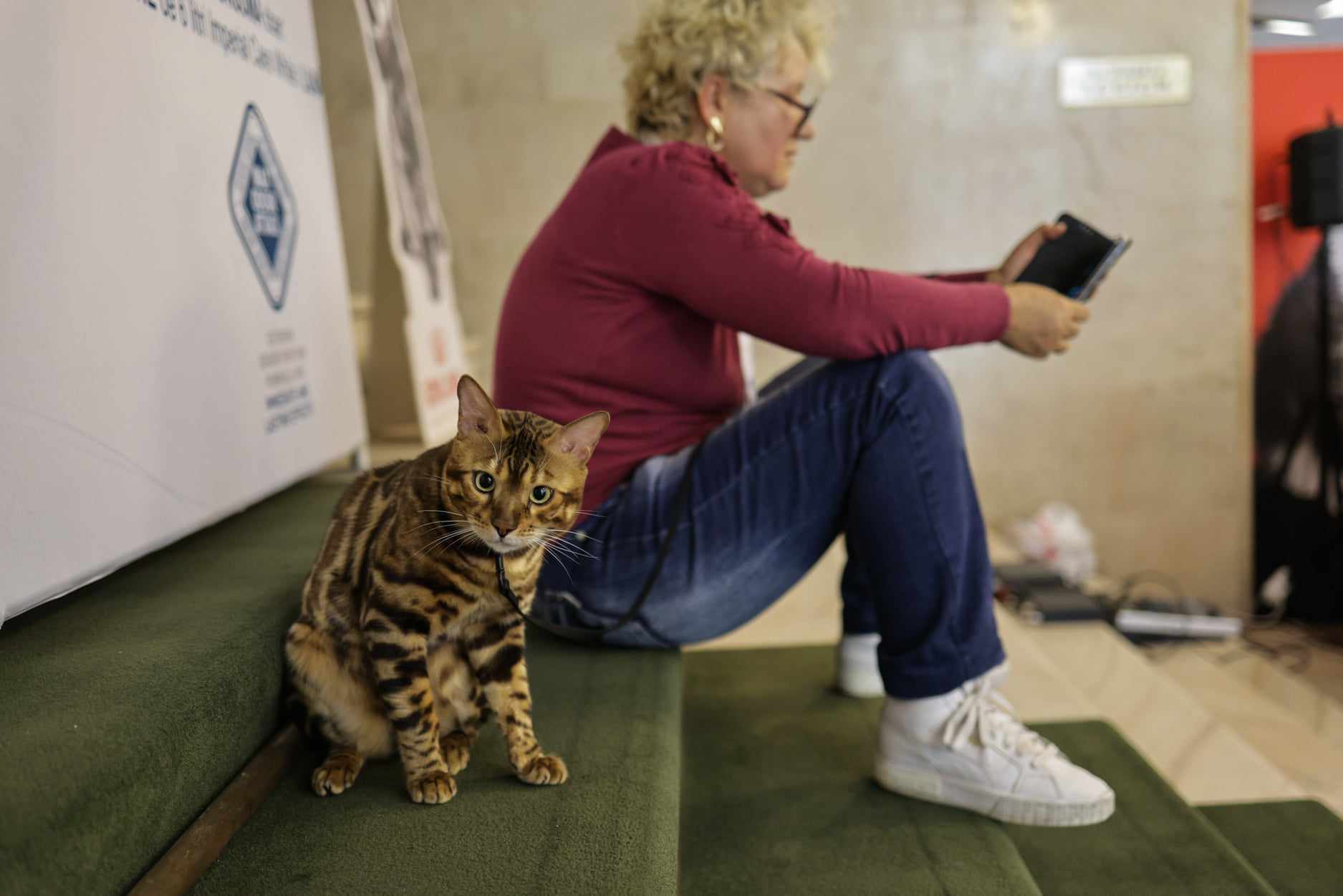 Nordri, câştigătorul cupei europene feline 2024, un superb motan alb din rasa Norvegian de Pădure, poate fi admirat la SofistiCAT, la Sala Palatului