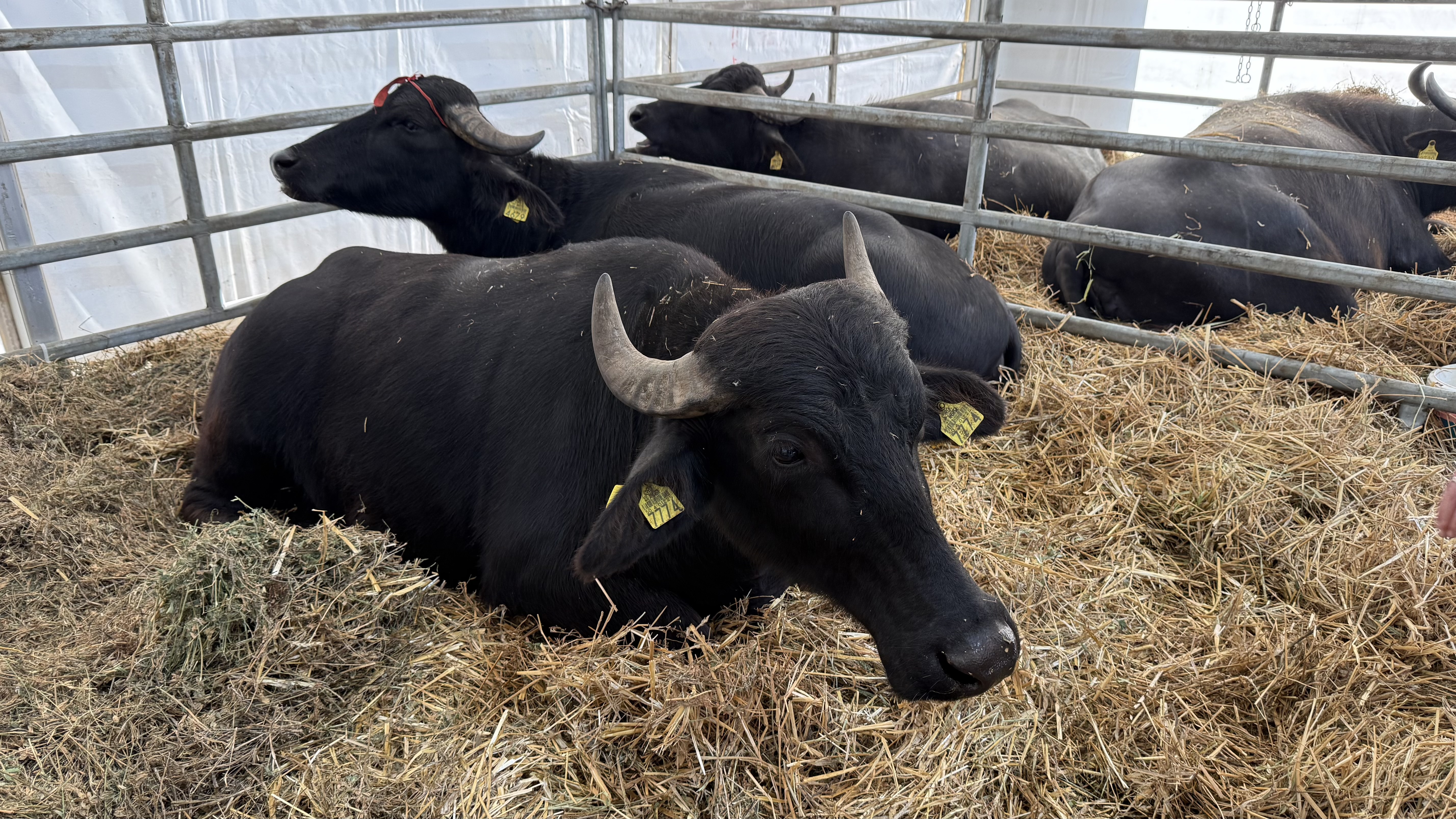 „Vaca mea produce peste 50 de litri pe zi. O iubim ca pe un membru al familiei”. Cum arată o zi de weekend la Indagra, cel mai mare eveniment agricol din România