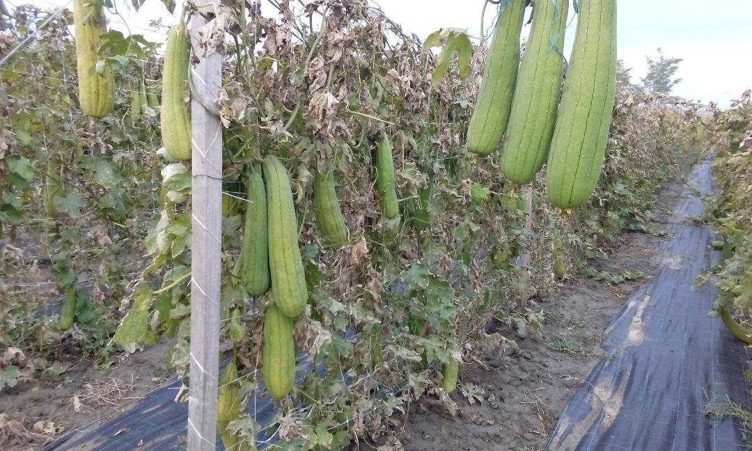 FOTO | O româncă și-a făcut o afacere inedită. Cultivă mii de bureți lufa