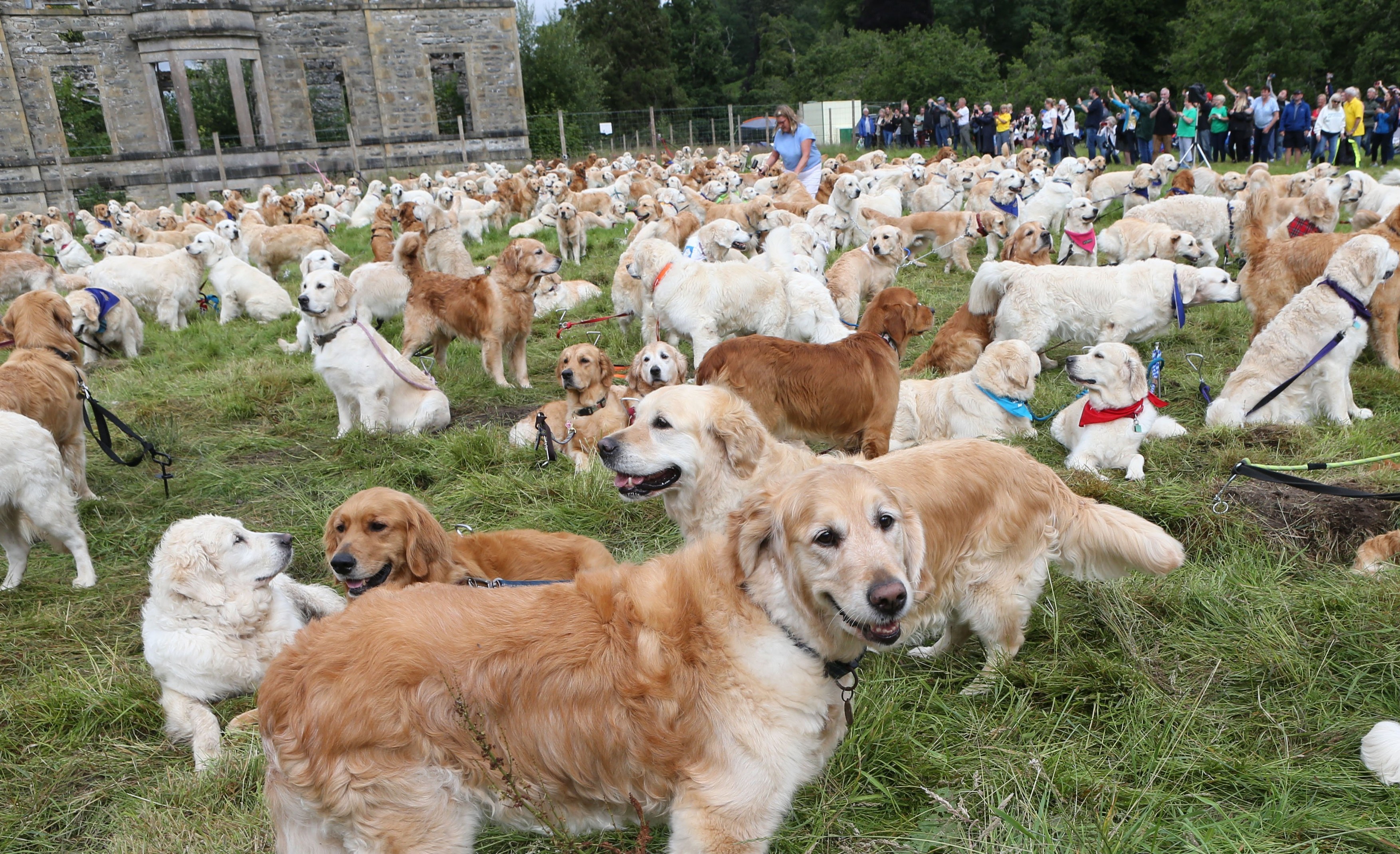 488 de câini Golden Retriever s-au întâlnit în Scoția. Au fost aduși din 12 țări pentru un eveniment special