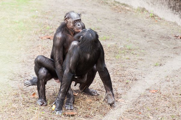 5 animal species you didn't know can be gay