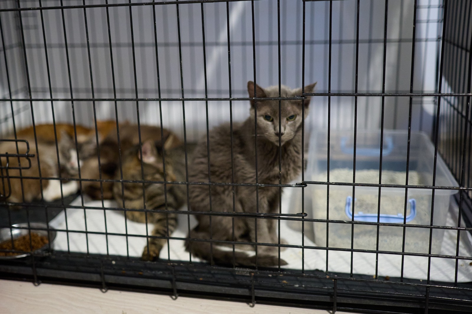Casa de avocatură transformată în târg de adopție pentru pisici. Povestea pisicilor Aristo și Crat. Marius Todeancă, avocat: „Responsabilitatea față de animale este un semn de civilizație, nu un hobby”