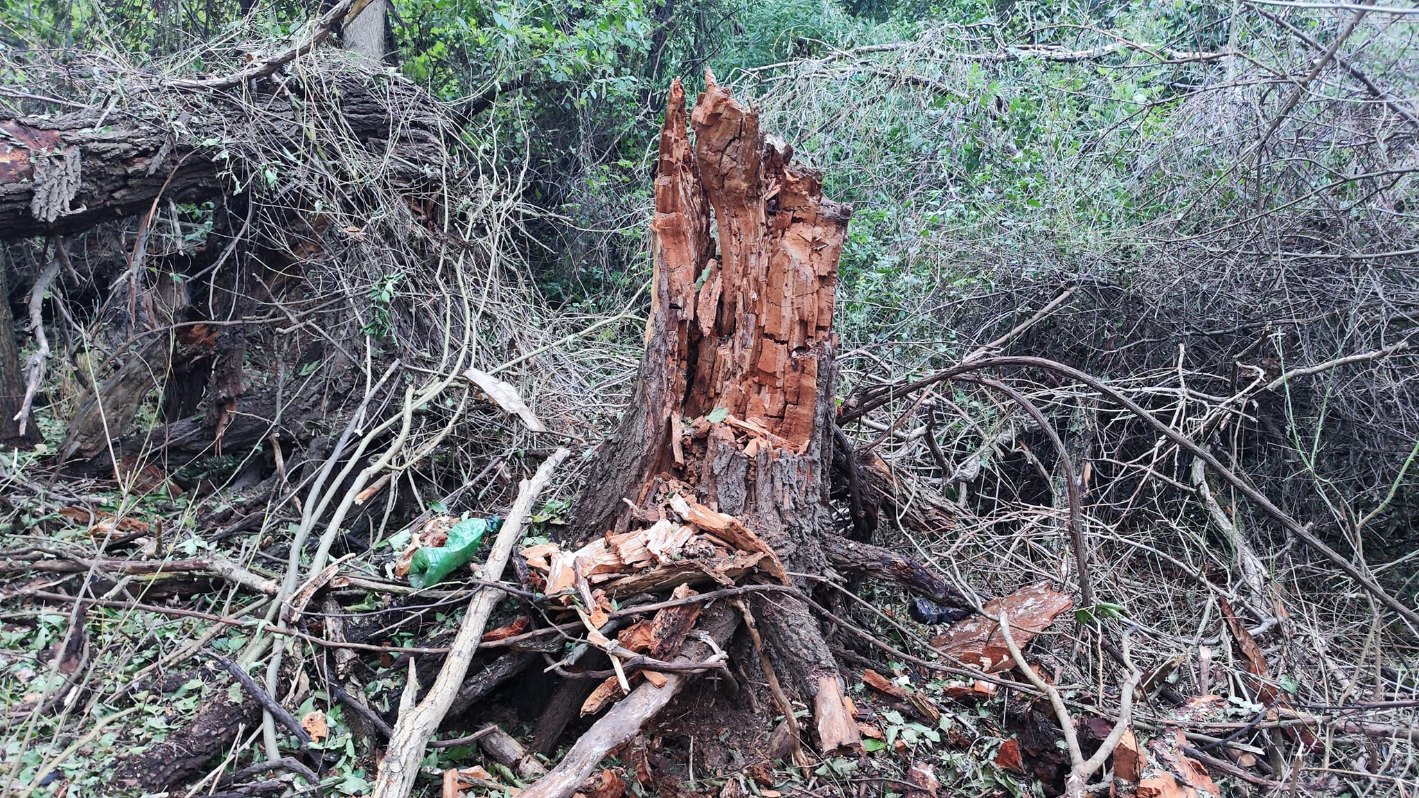 Imagini din locul unde au fost găsite, joi, resturile de dronă rusească pe teritoriul României: copaci carbonizați și cratere