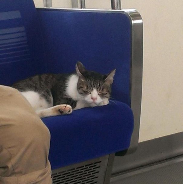 Să vezi și să nu crezi! O pisică din Tokyo călătorește regulat cu metroul de una singură