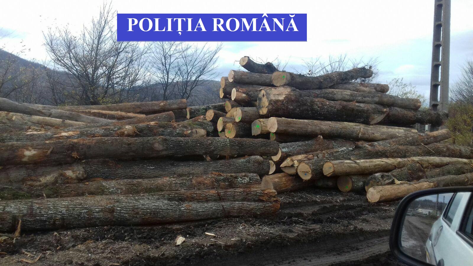 Operațiuni ilegale cu lemn, în județul Caraș-Severin. Polițiștii au confiscat peste 100 de metri cubi de material lemnos
