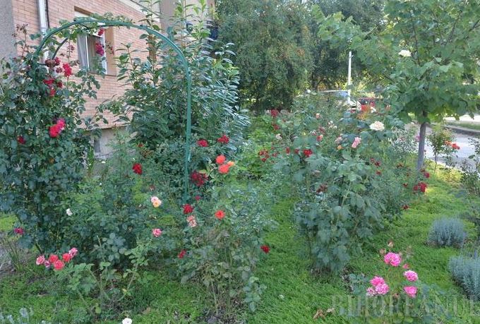O orădeancă a transformat spaţiul din jurul blocului într-o grădină de toată frumuseţea GALERIE FOTO