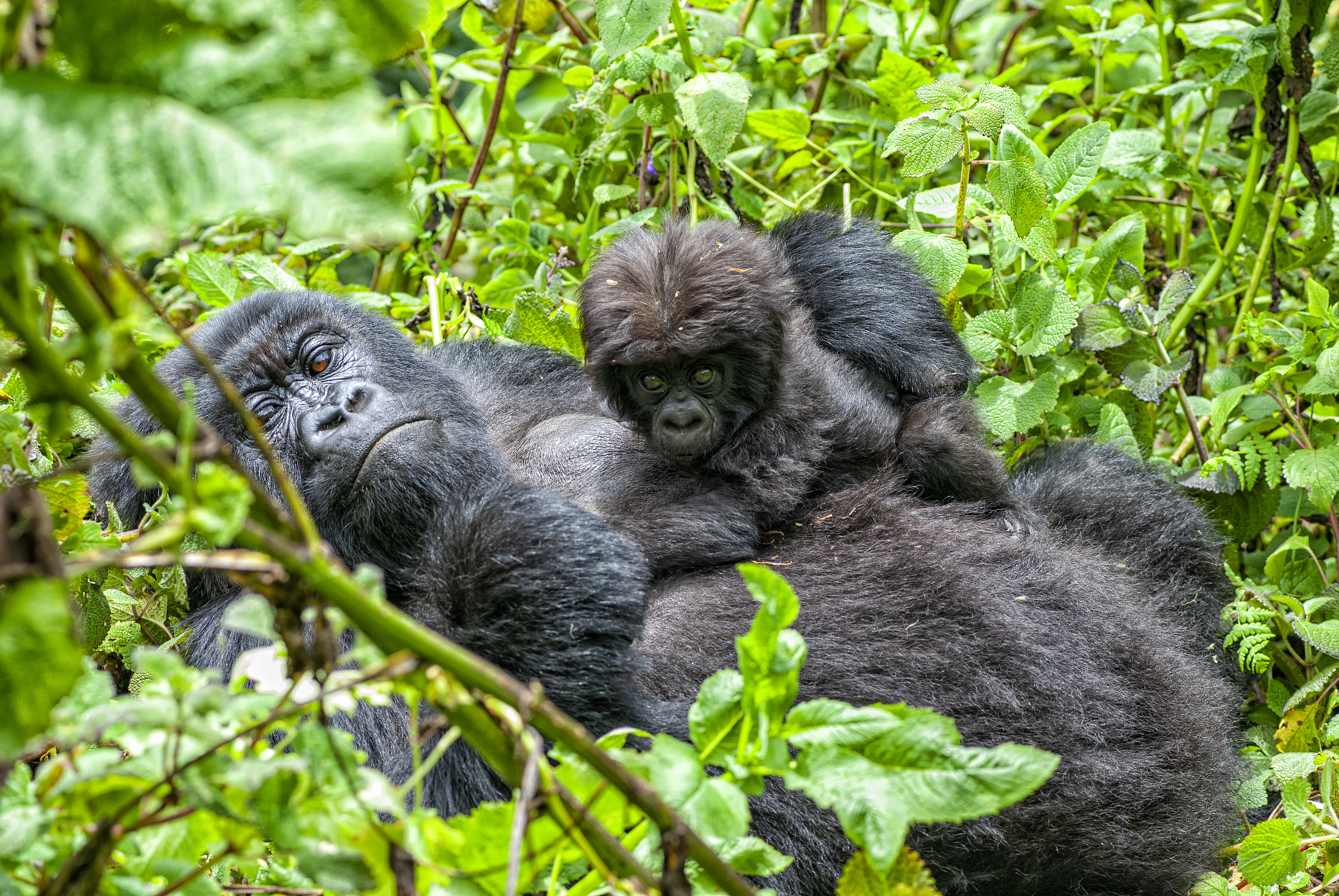 A female mountain gorilla with her young baby, they are a part of a group of the rare Mountain Gorillas (gorilla beringei beringei) in Volcanoes National Park in the Virunga Mountains. [Stock Photo/Getty Images]