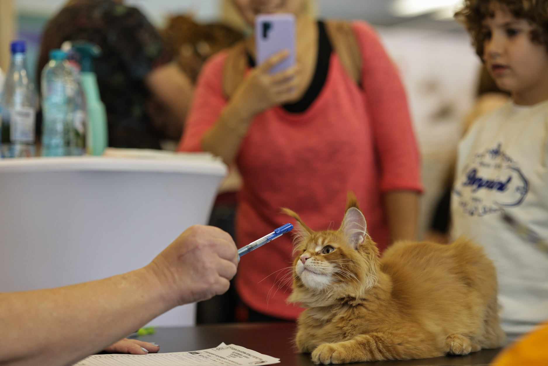 Nordri, câştigătorul cupei europene feline 2024, un superb motan alb din rasa Norvegian de Pădure, poate fi admirat la SofistiCAT, la Sala Palatului