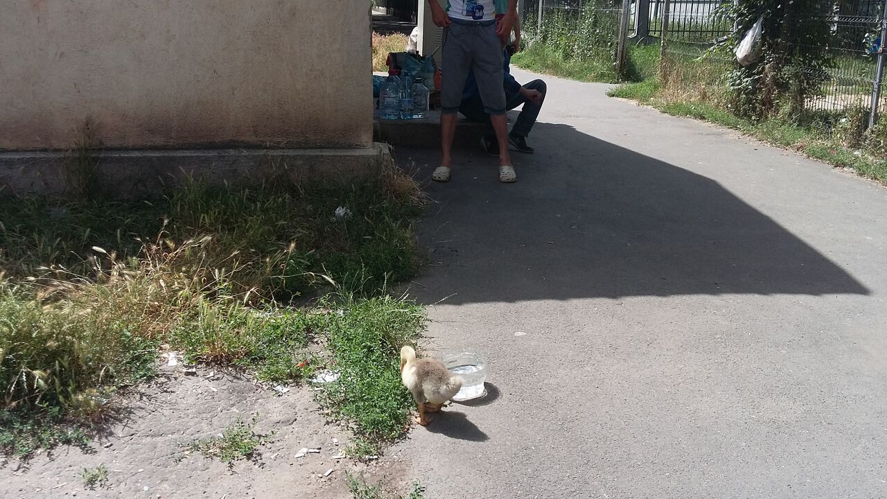Boci Boci, rața animal de companie din Galați, scoasă la plimbare în ciuda caniculei de afară GALERIE FOTO