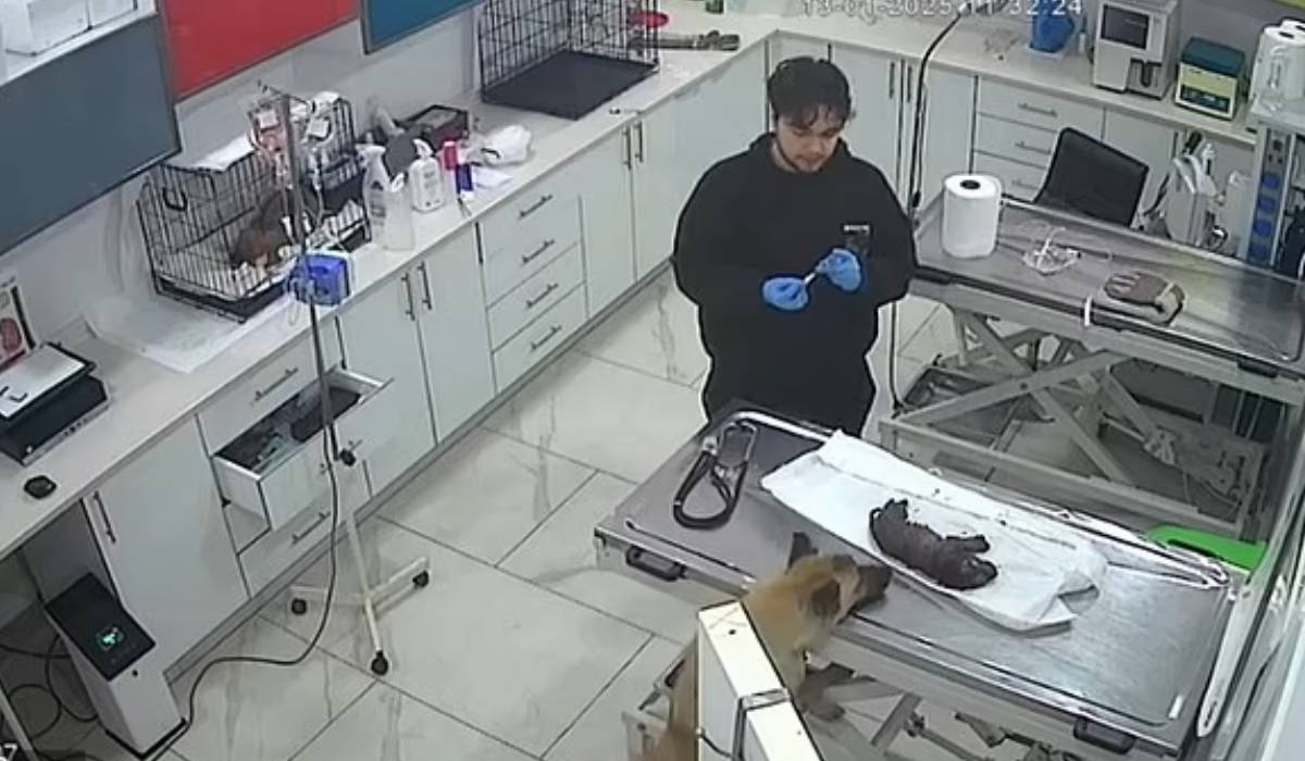 O cățelușă fără adăpost și-a dus singură puiul bolnav la veterinar. Imaginile au devenit virale