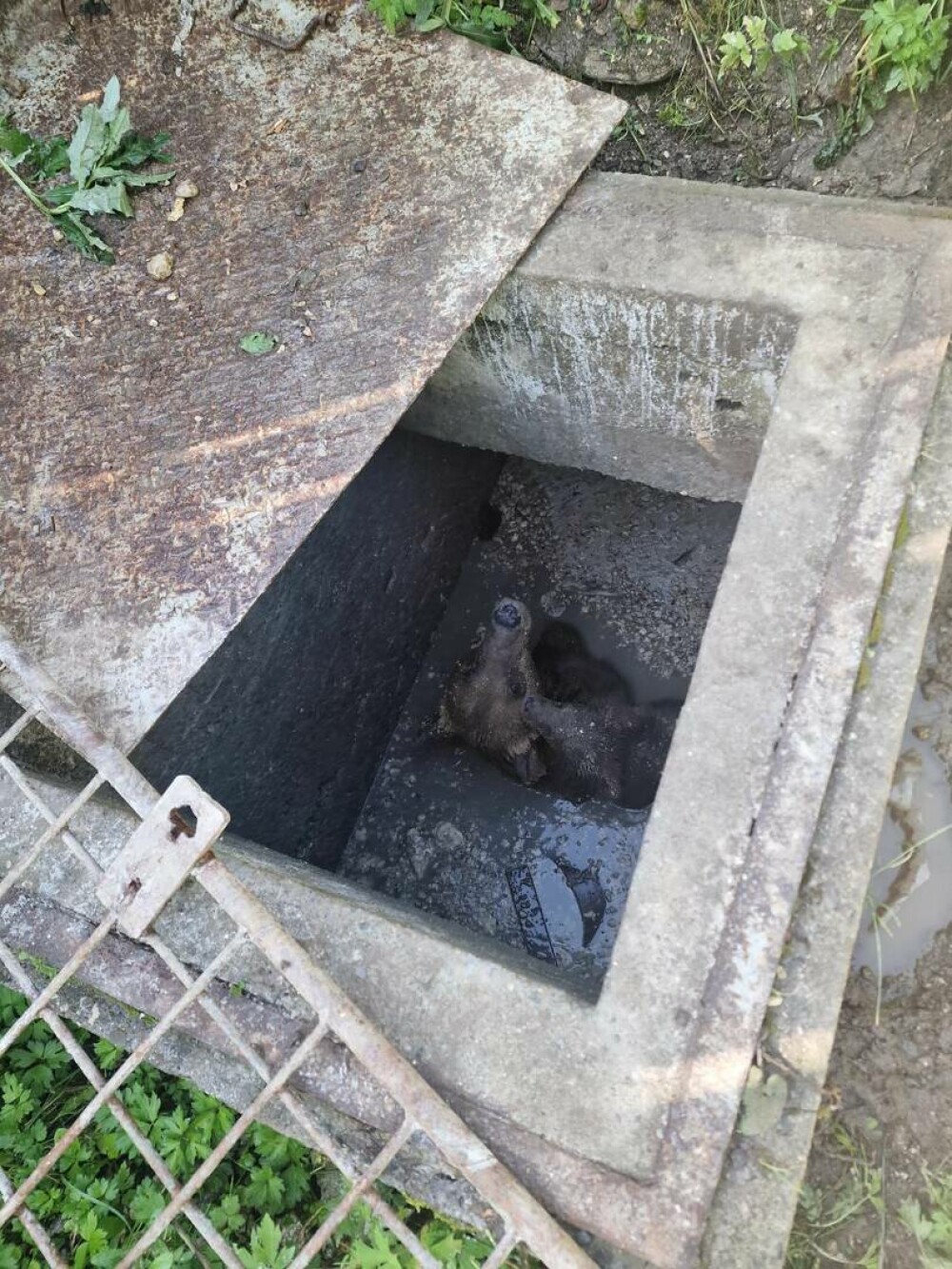 O ursoaică a căzut într-o fosă septică neacoperită din Sinaia și și-a ţinut puiul pe creştet pentru a-l proteja. VIDEO